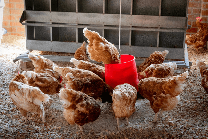 chickens eating feed