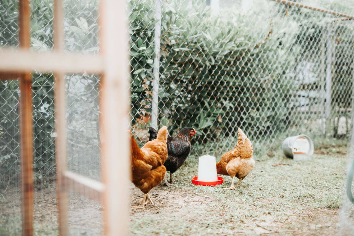 chicken enclosure