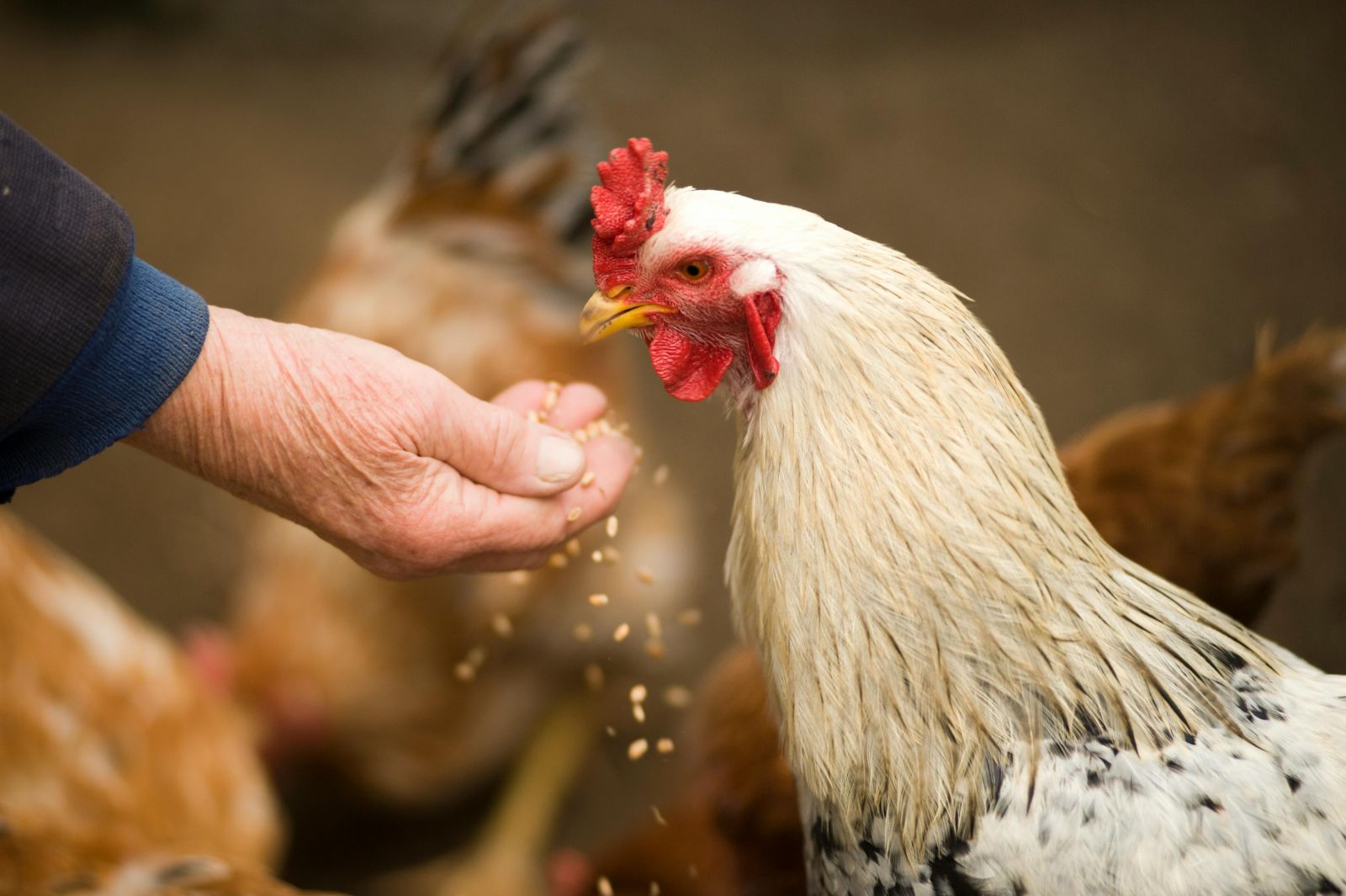 chicken pecking at feed