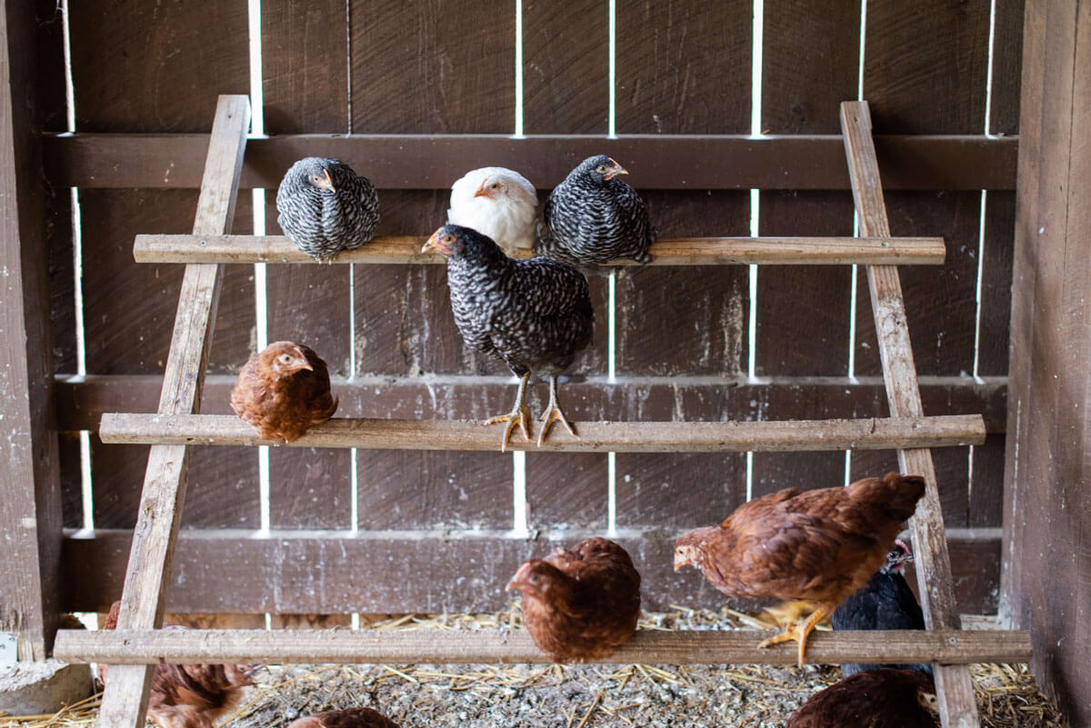 chicken perching