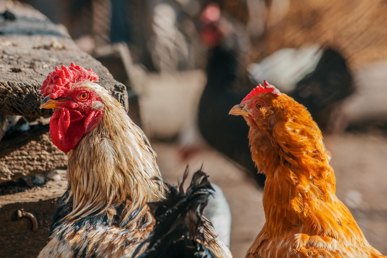 chickens looking into camera