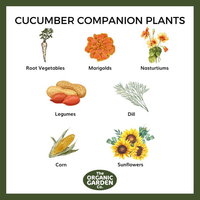 Image of Legumes and cucumber companion planting