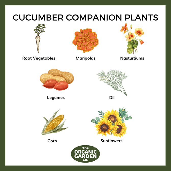 Image of Cucumbers and leeks companion planting