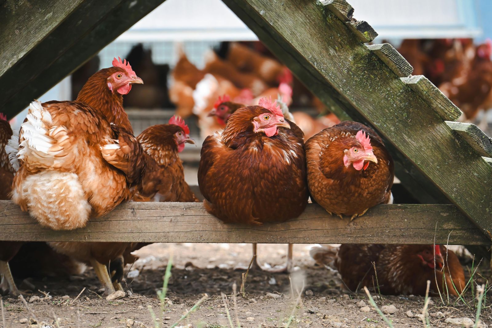 Alt: free-range chickens