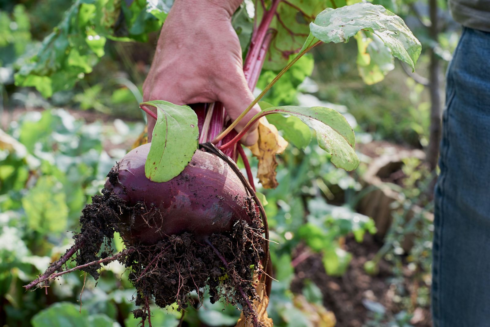 fresh beetroot from the garden