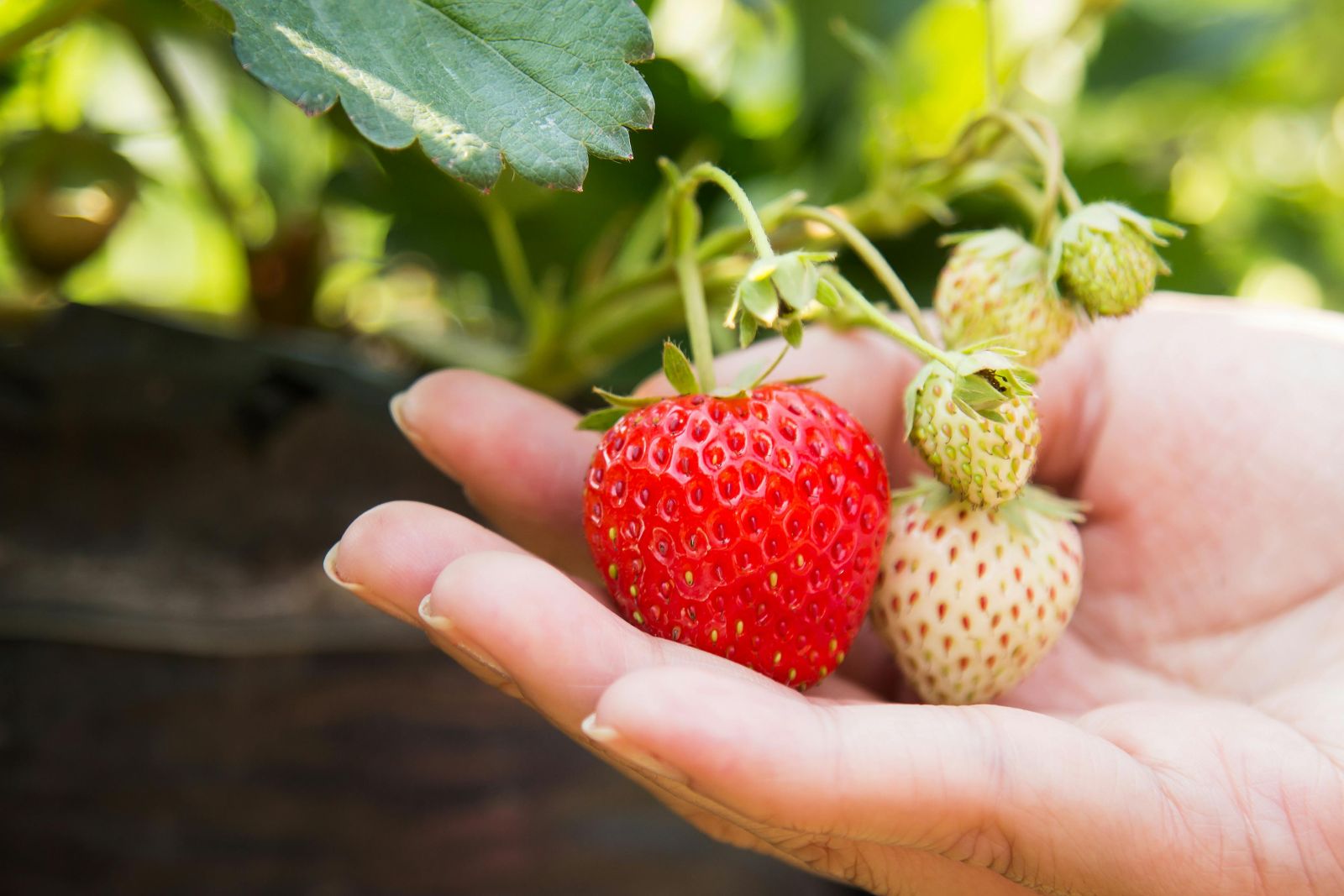 growing strawberries