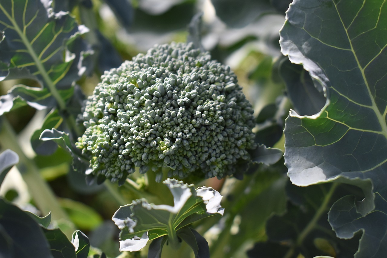 growing broccoli