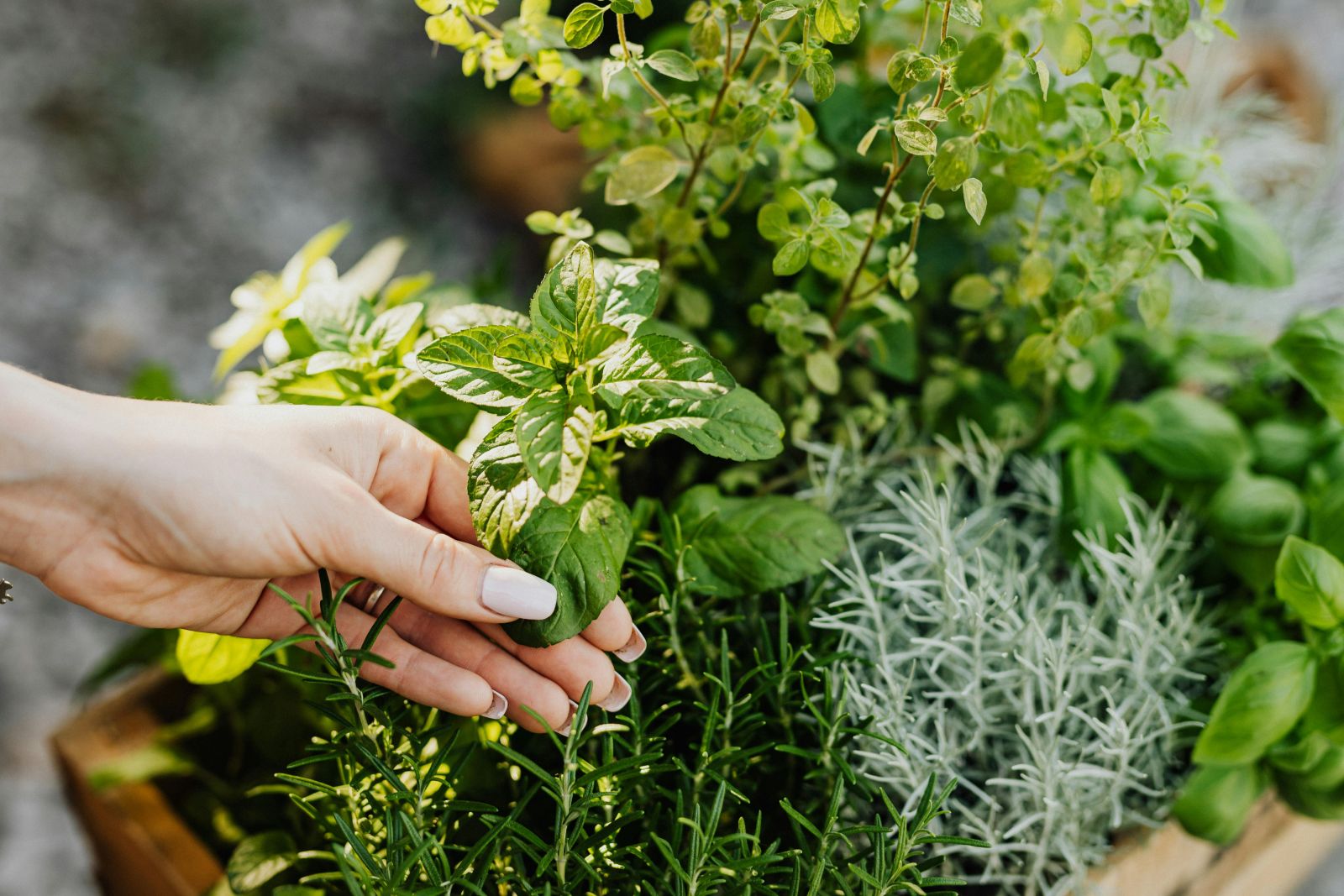growing herbs in a raised garden bed