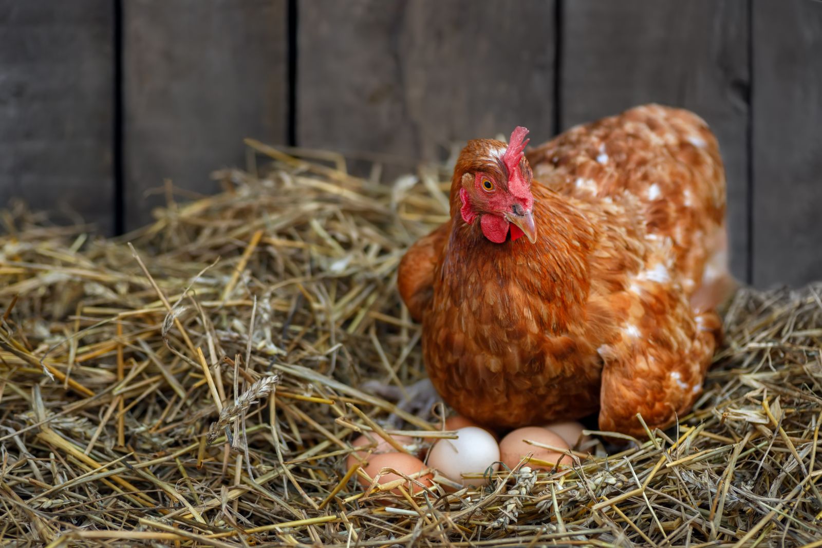 hen-with-eggs