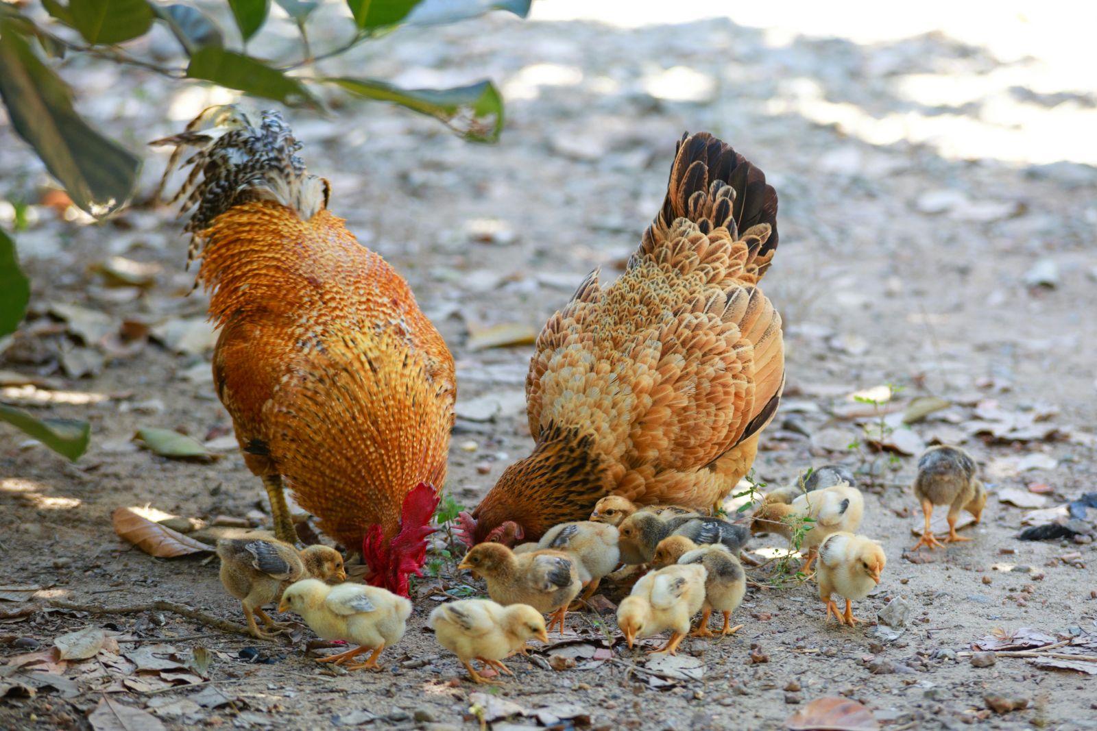hens and chicks