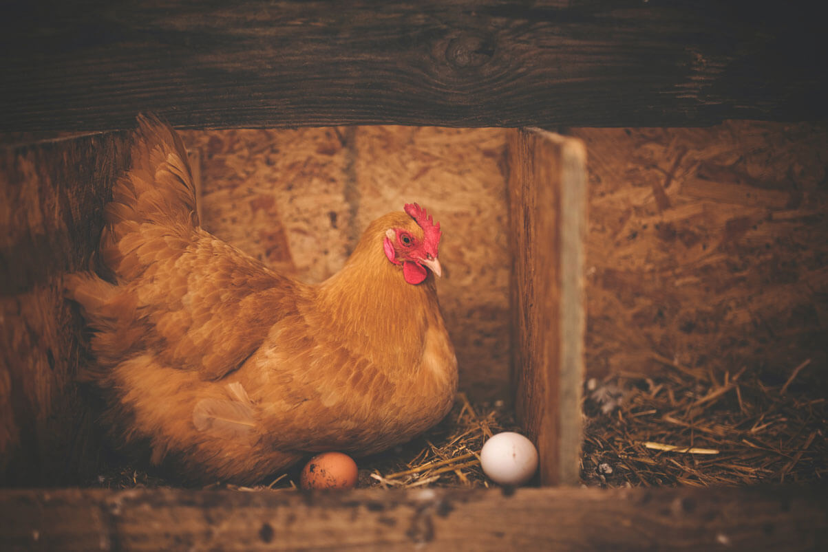 ogc chicken laying eggs
