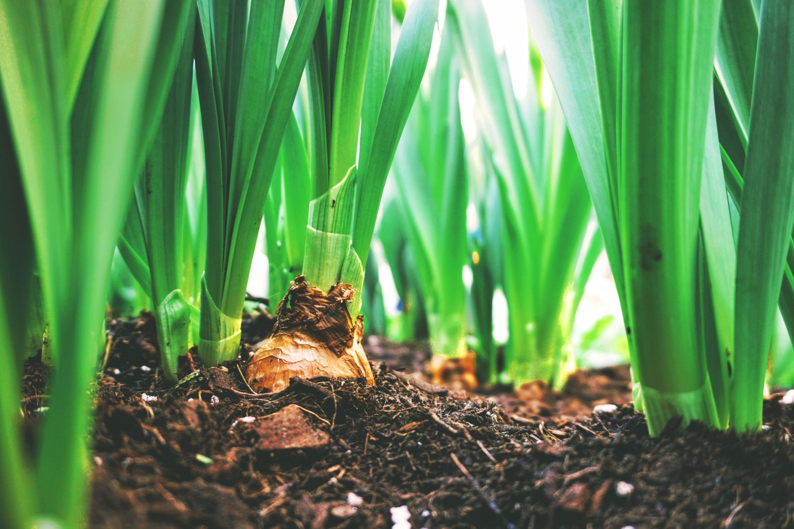 growing vegetables