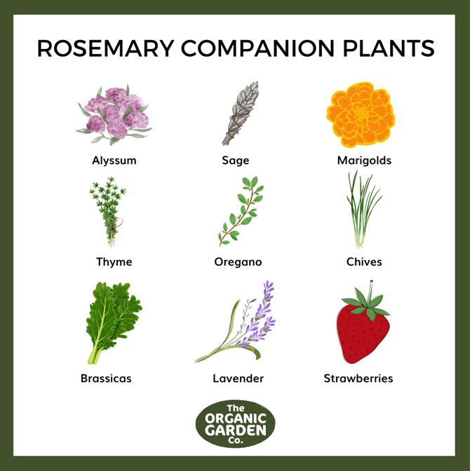 Your Guide To Companion Planting Herbs & Combinations Your Guide To Companion Planting Herbs & Combinations