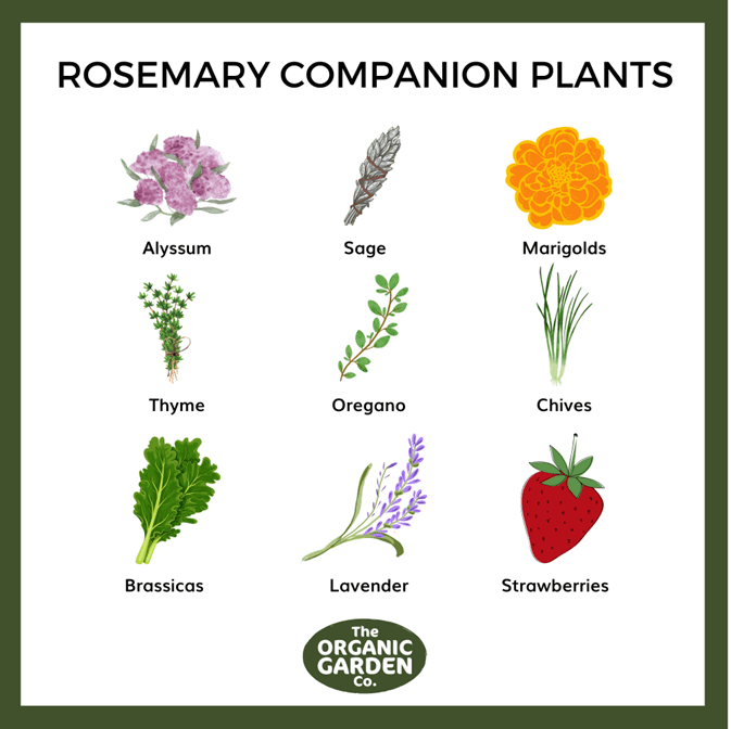 Image of Rosemary and strawberries companion plants