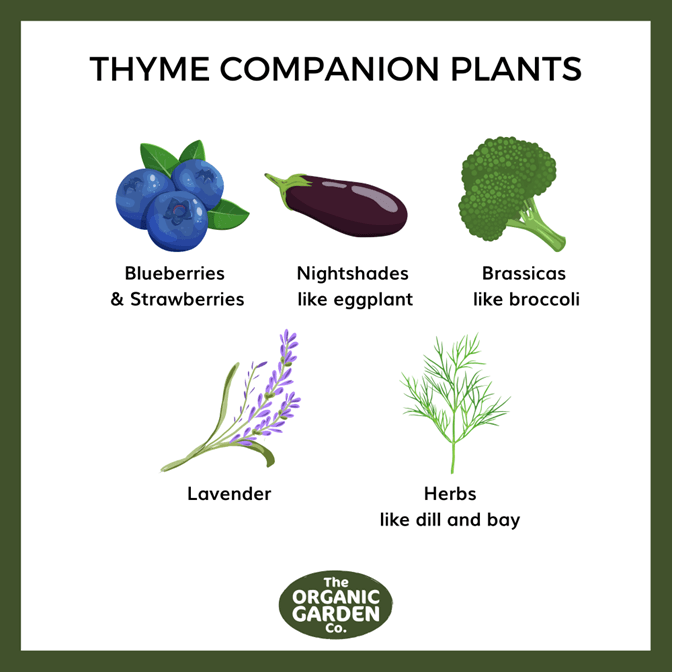 Image of Thyme Companion Planting Guide 2