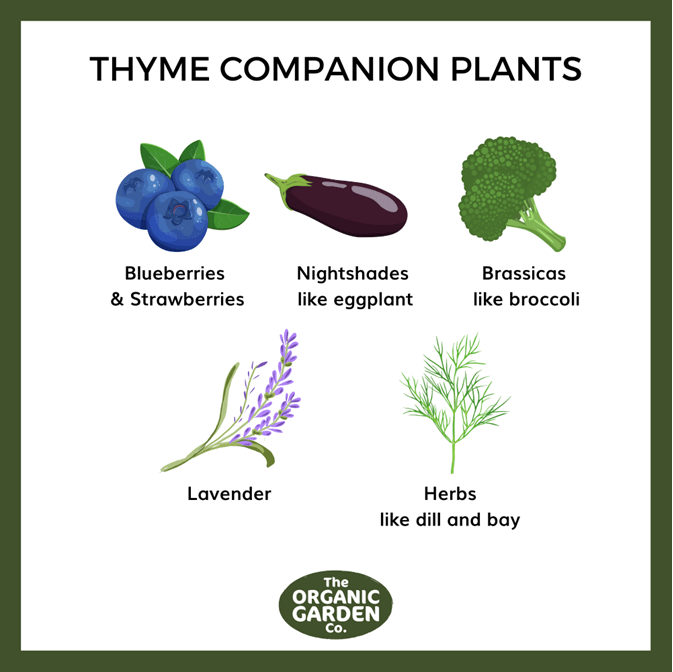 Image of Thyme and beets companion planting