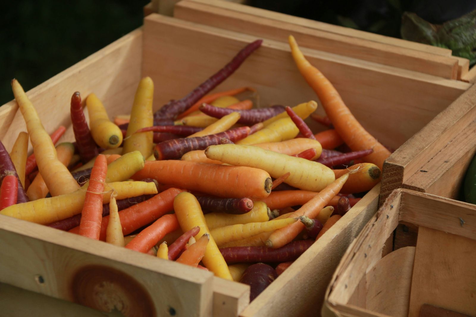 various coloured carrots