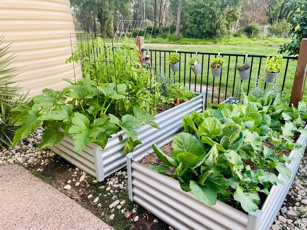 vegetables-in-garden-beds