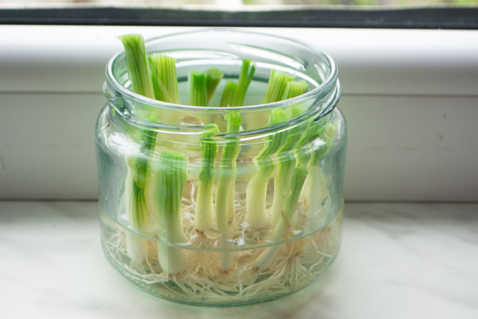 vegetables-rooted-stems-in-water